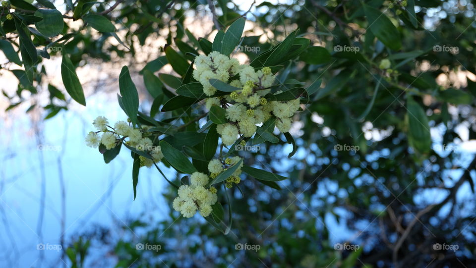 What's blooming in my neck of the woods?