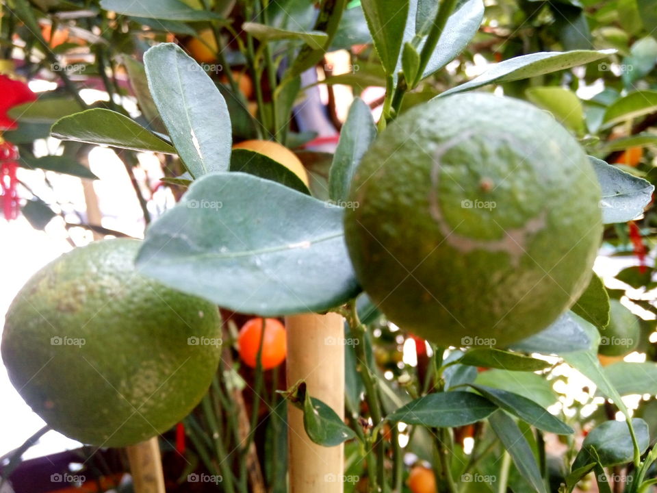 close up to green lemon in the farm