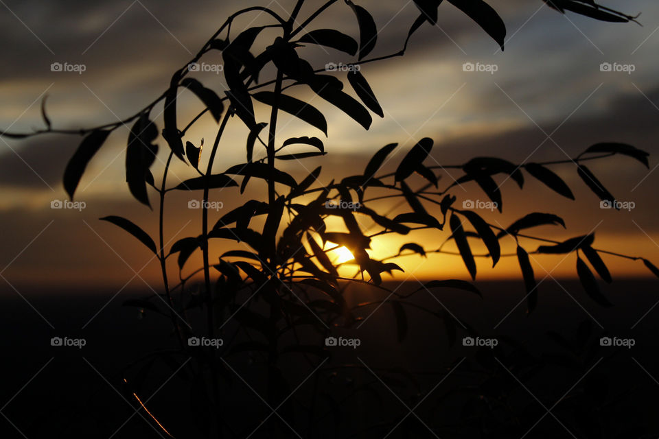 beautiful sunset from a high, open view, in contrast with some delicate leaves