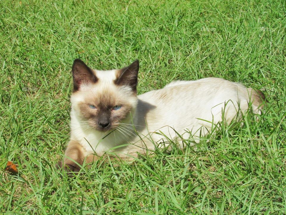 siamese American bobtail manix kitten laying in grass