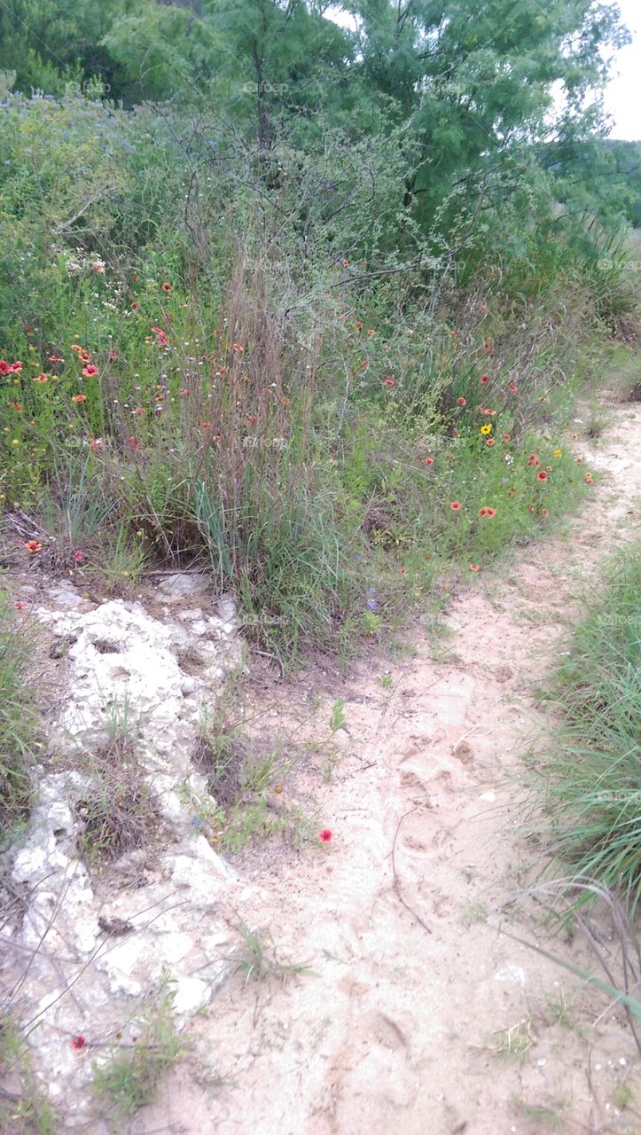 Landscape, Nature, Flower, Flora, No Person