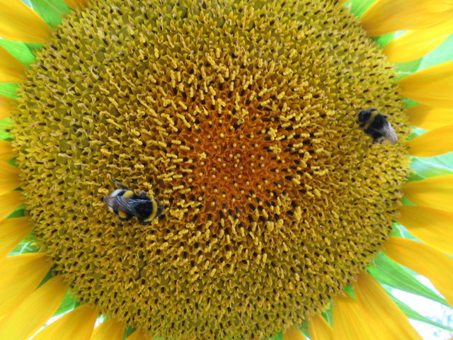 sunflower ripens