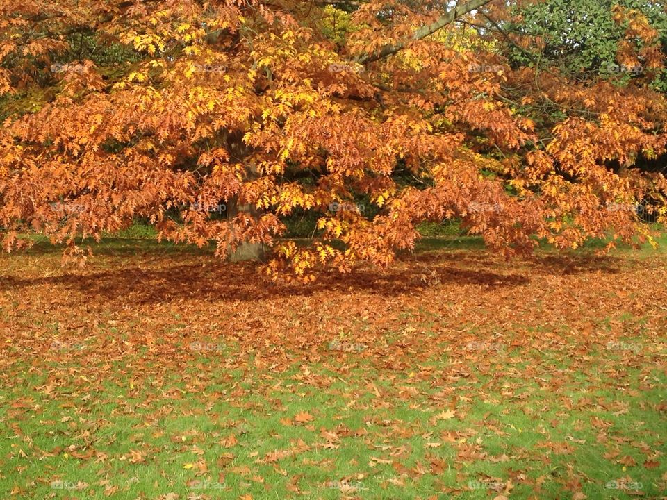 Hyde park, green grass and brown leaves