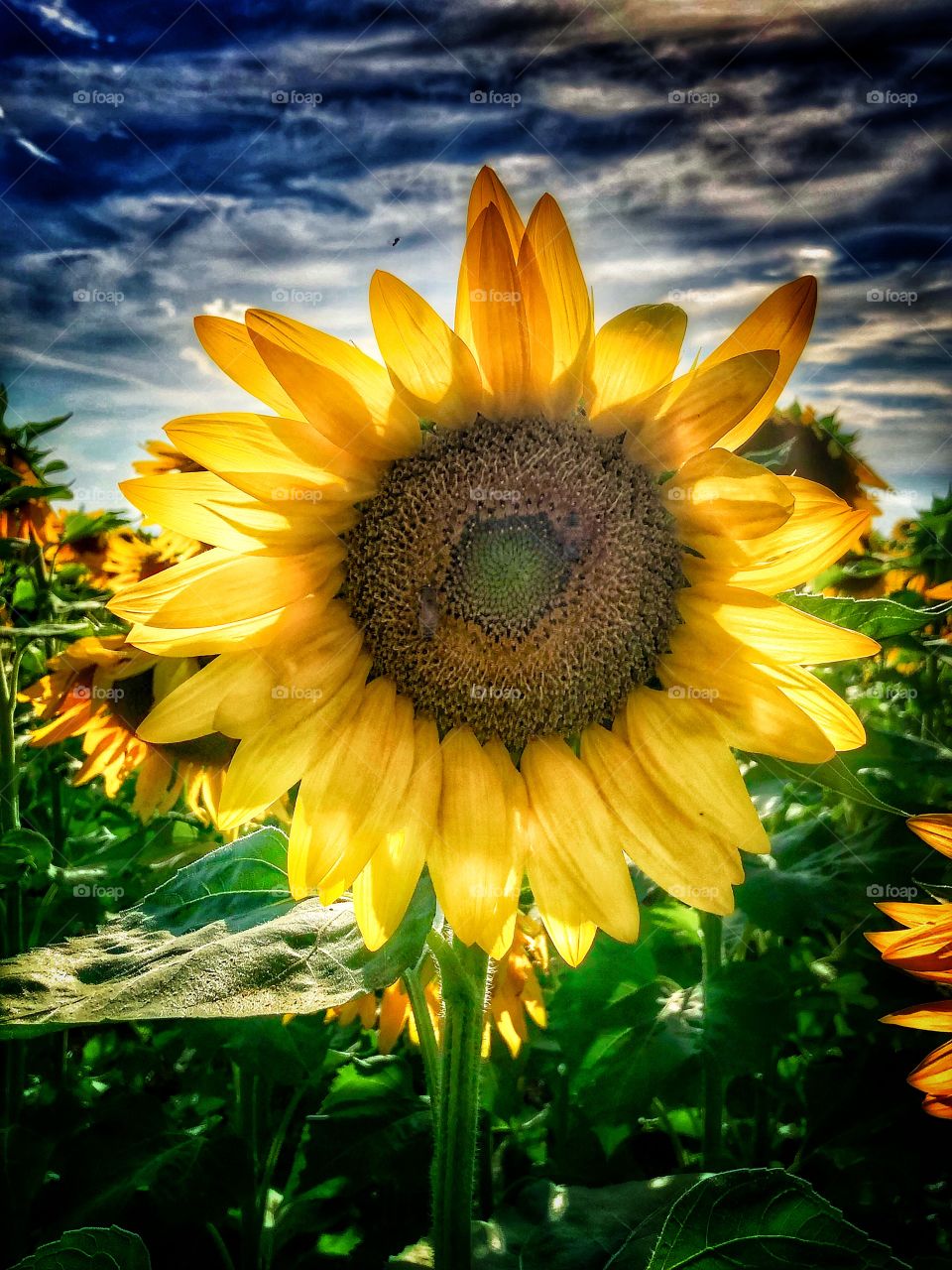 Sunshine on the sunflowers 🌻