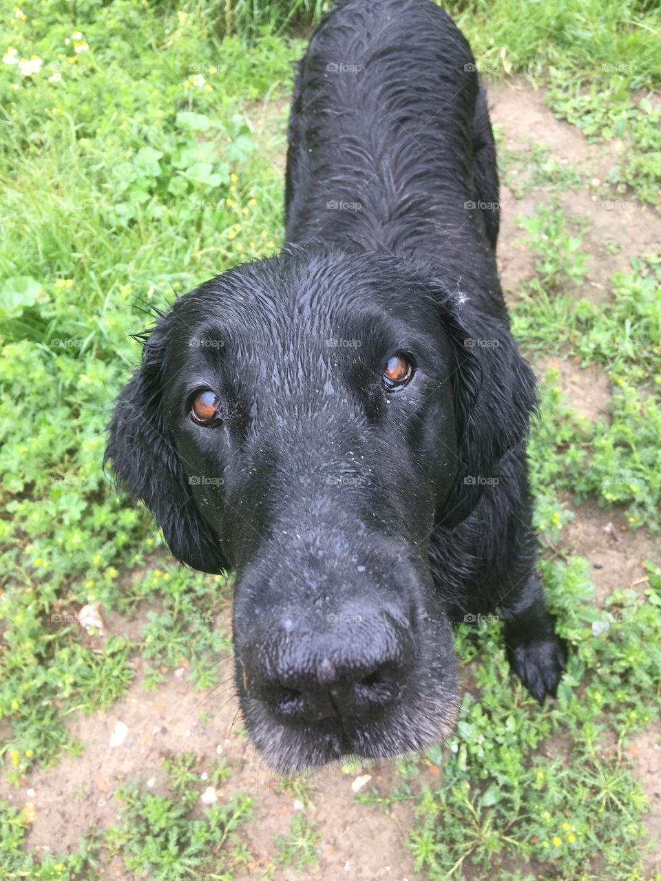 Wet flatcoat retriever looking up at the camera 