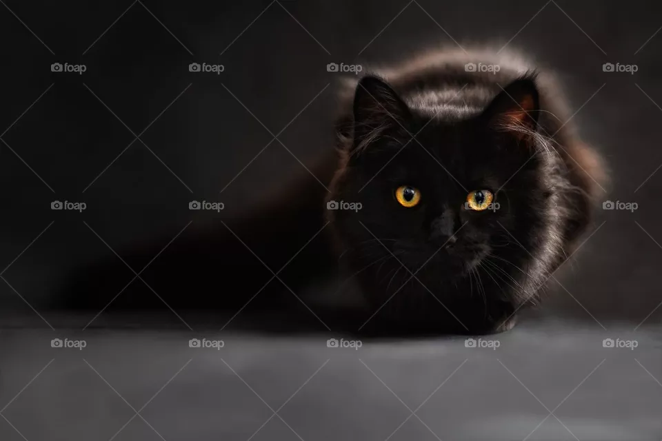 cat PICTURES