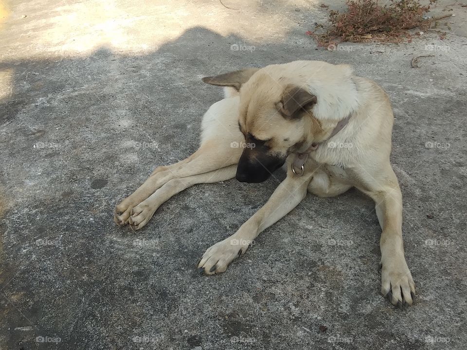 cute pet, brown Thai dog on the concrete  floor,