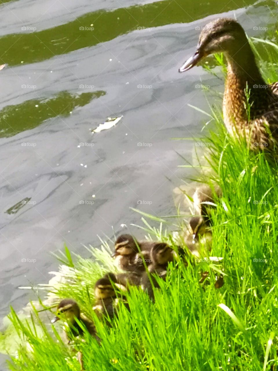 Duck and ducklings on the river bank