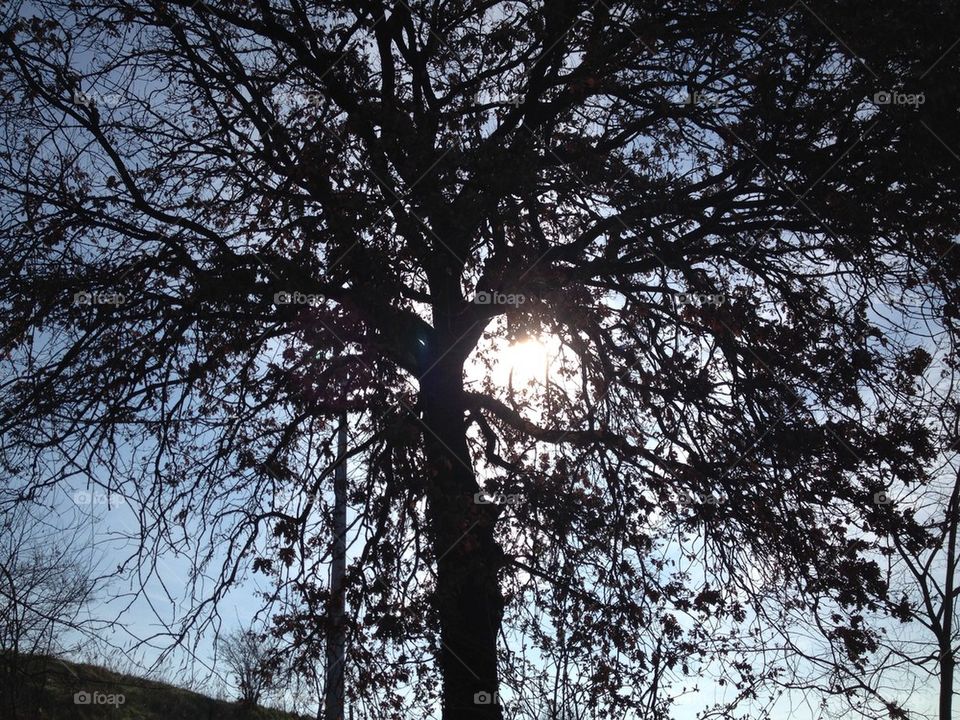 Tree in the ground. North italy