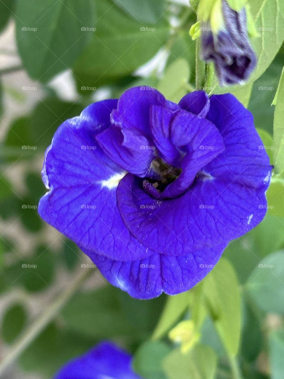 Butterfly Pea in full bloom