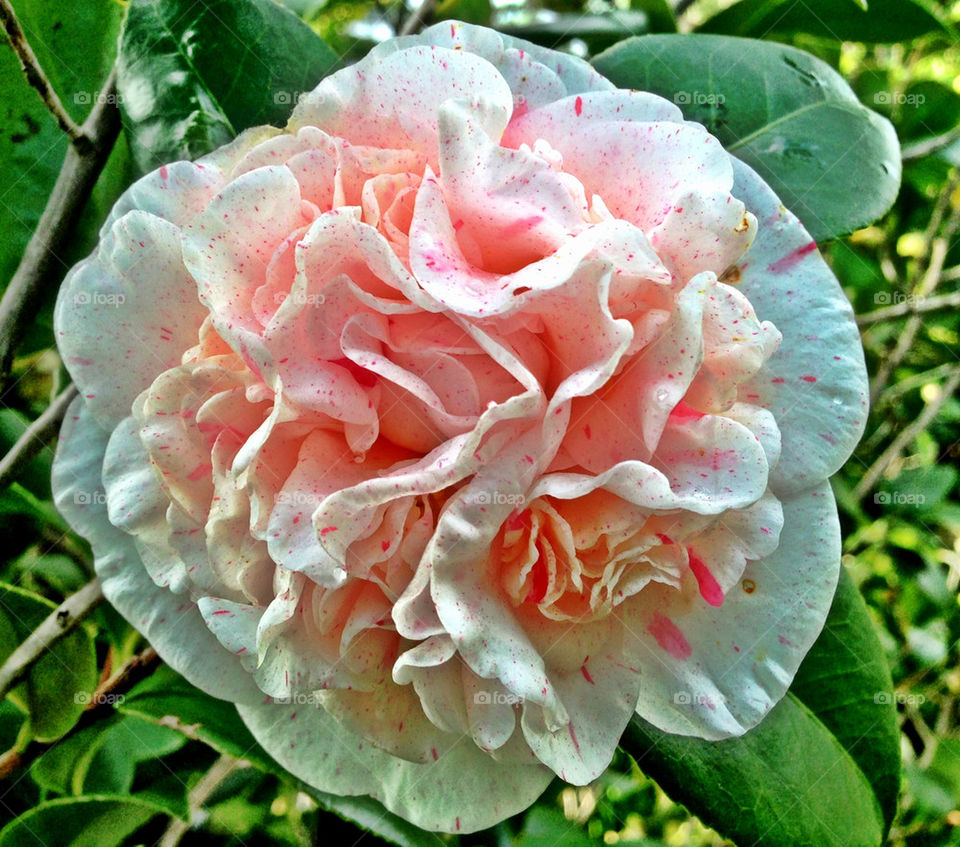 Camellia