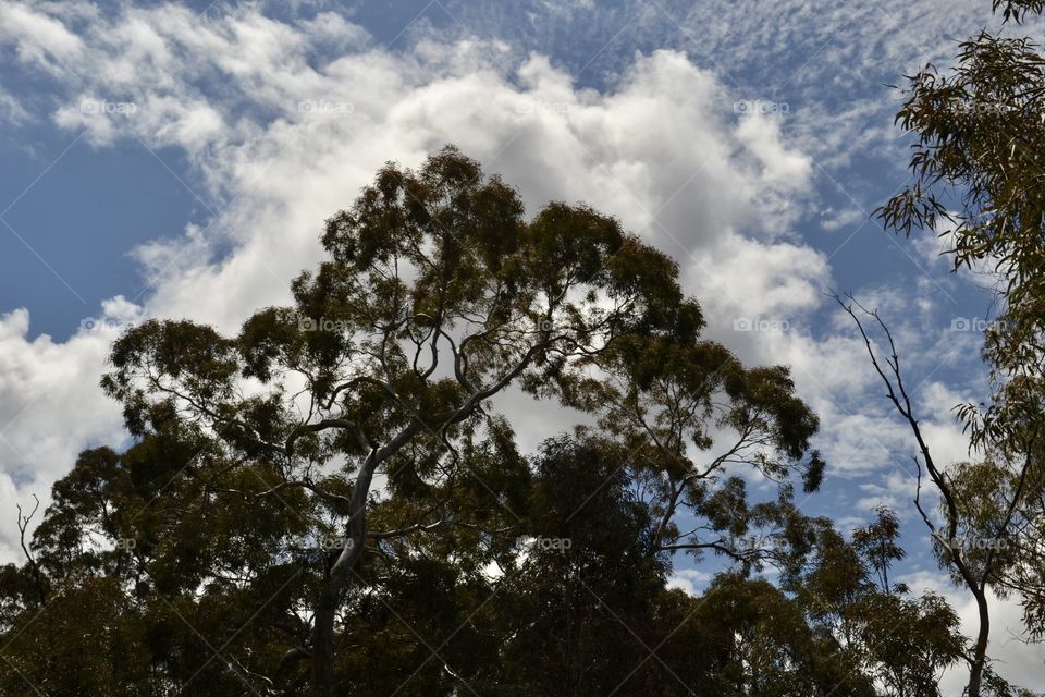 Eucalyptus tree silhouetted at disk in south Australian outback