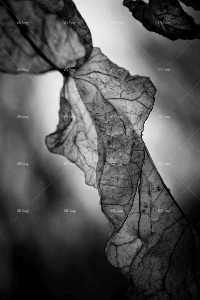 Dry leaf b&w