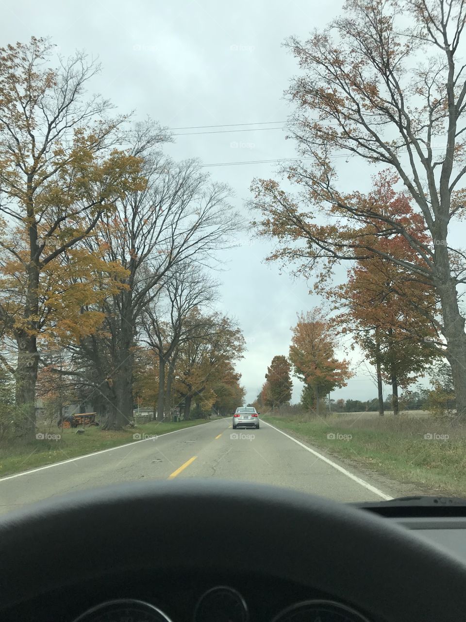 Beautiful fall trees in Michigan.