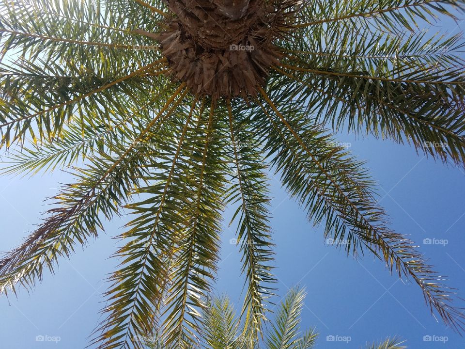 Upside down looking up at palm tree