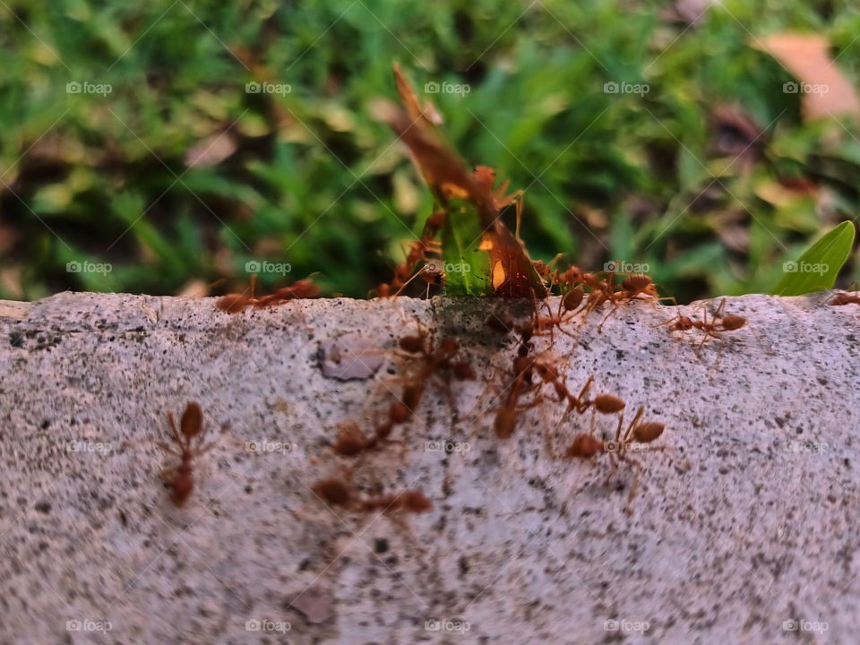 Red ants on the ground in the garden