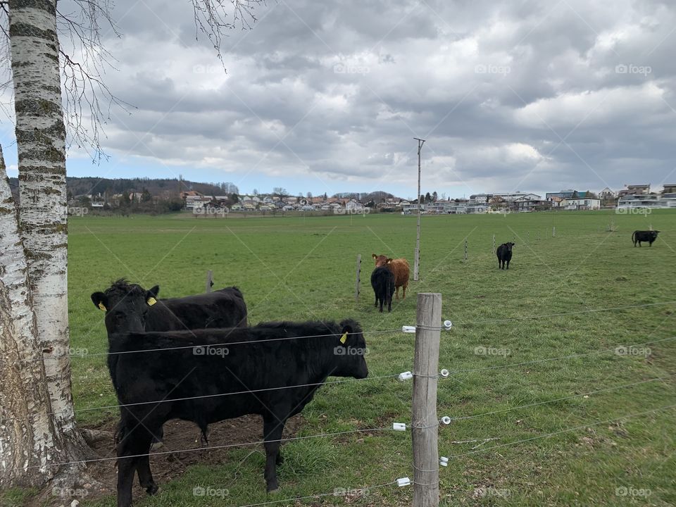 Village in Switzerland 