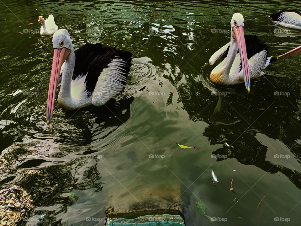 The great white pelican (Pelecanus onocrotalus) aka the eastern white pelican, rosy pelican or white pelican. A group of pelicans finding and waiting for food from visitors in the zoo.