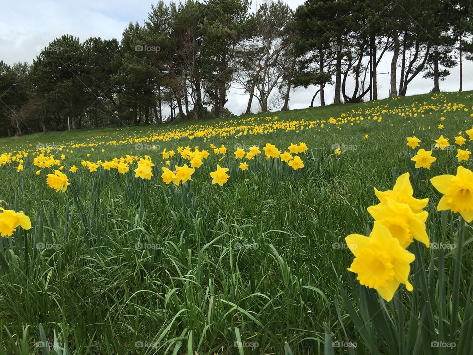 Daffodils popping up everywhere around the town