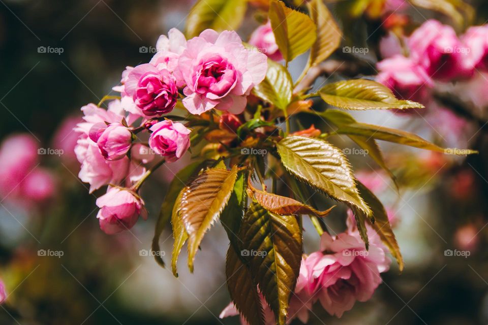 Blossomed Cherry Tree