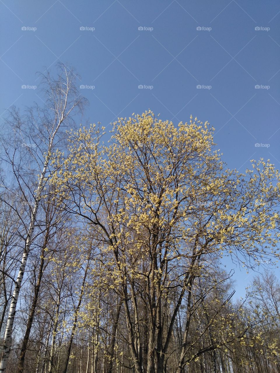 spring blooming tree yellow seals blue sky background