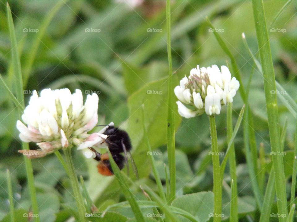 Hummel auf Weißklee