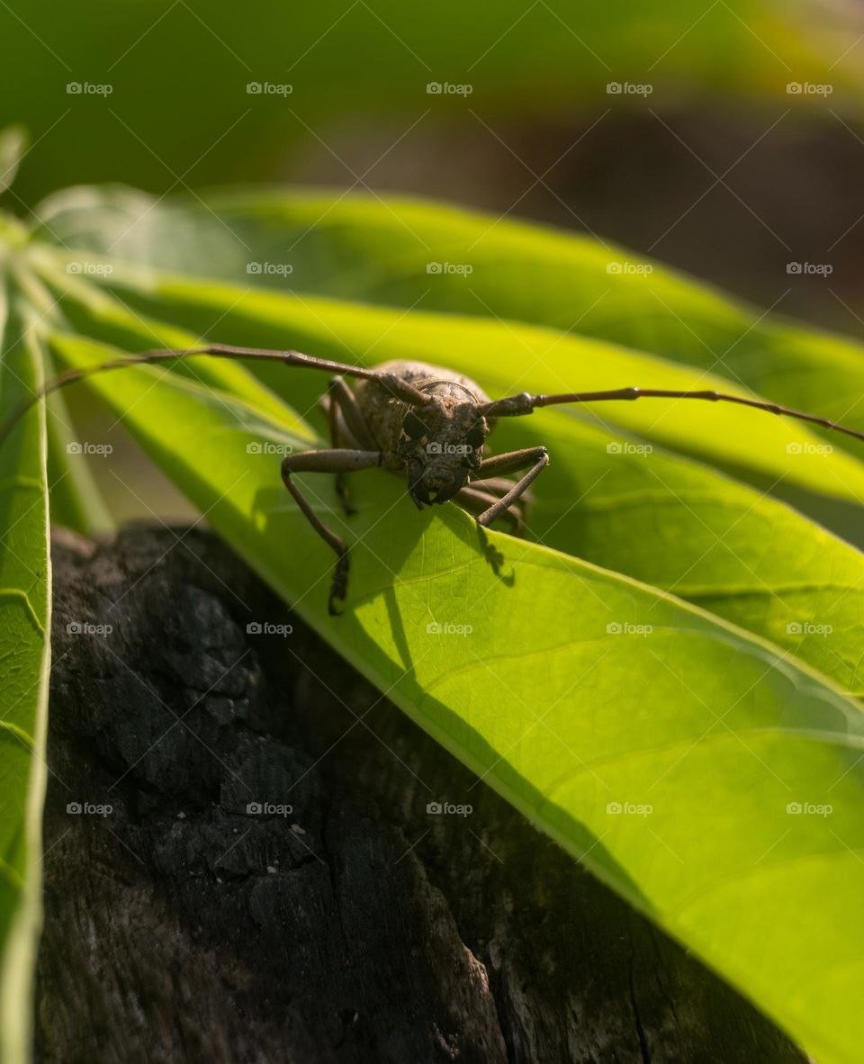 insects are on the leaves