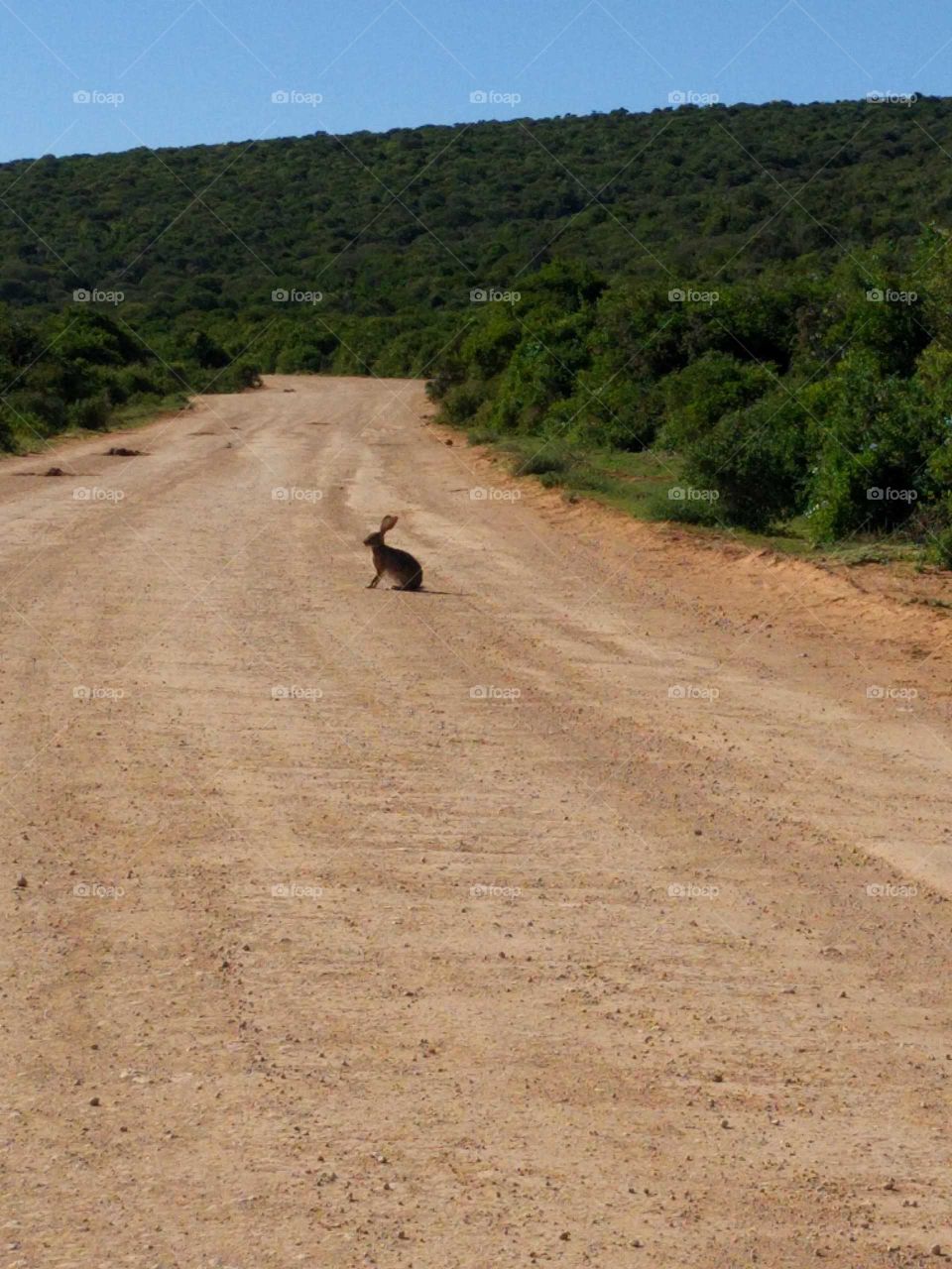 Safari in South Africa small hare