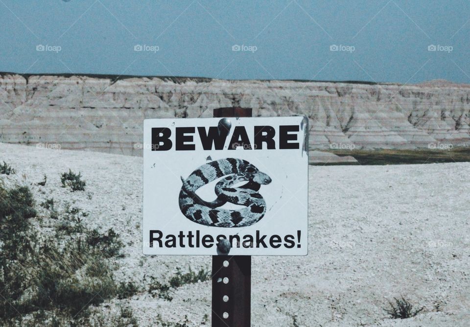 BEWARE!!!!! Rattlesnakes!