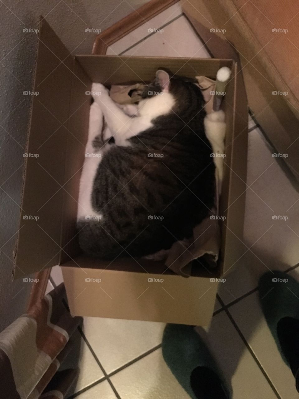 Cat in a box 
