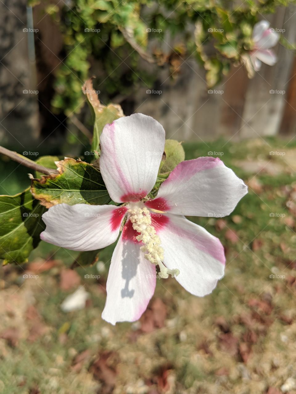 Hibiscus flower with pink-white petals, dark pink center and a long stamen.