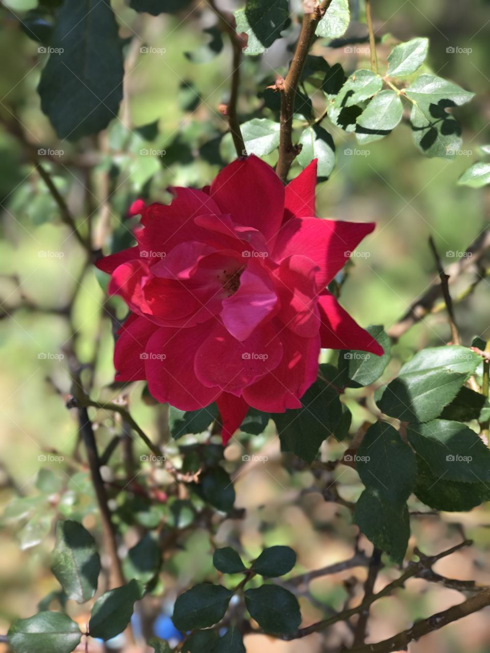 Simple Bloom, Simple Beauty