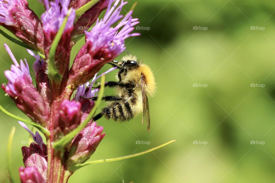 Bee collecting pollen from flowers 