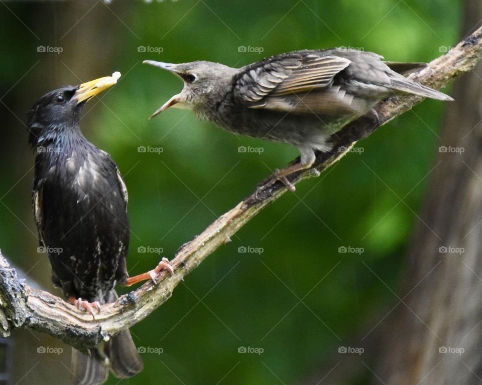 Young starling wanting fed