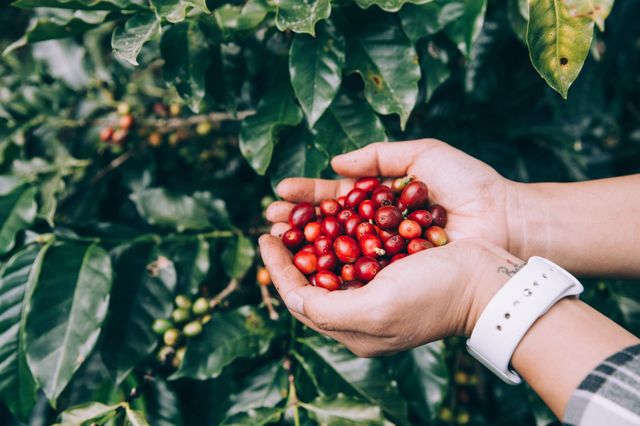 Coffee tree