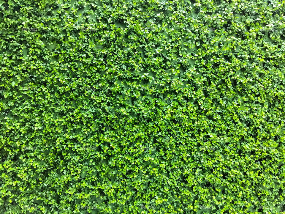 Green wall