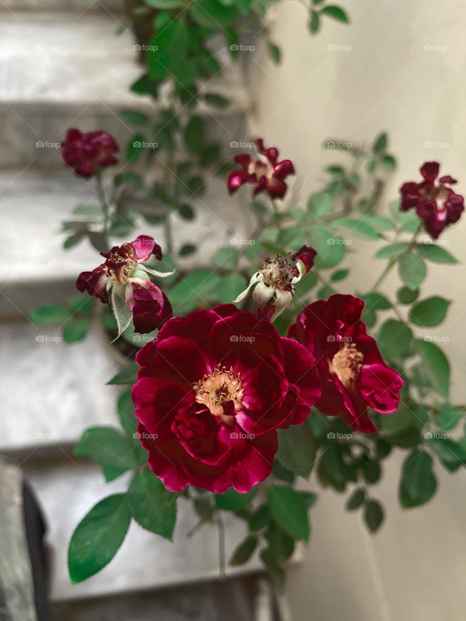 Welcome to
Pantone's Color of the Year, Viva Magenta 18-1750, vibrates with vim and vigor. It is a shade rooted in nature descending from the red family and expressive of a new signal of strength.