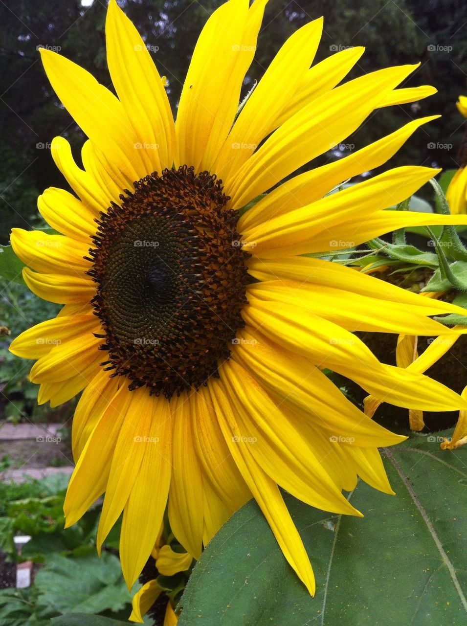 Sunflower