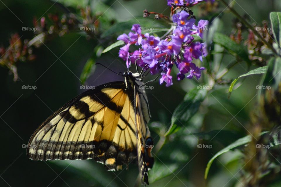 Butterfly Hanging On