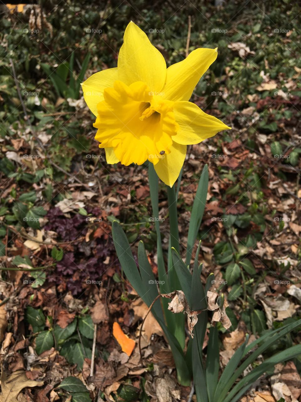 Daffodil in CT