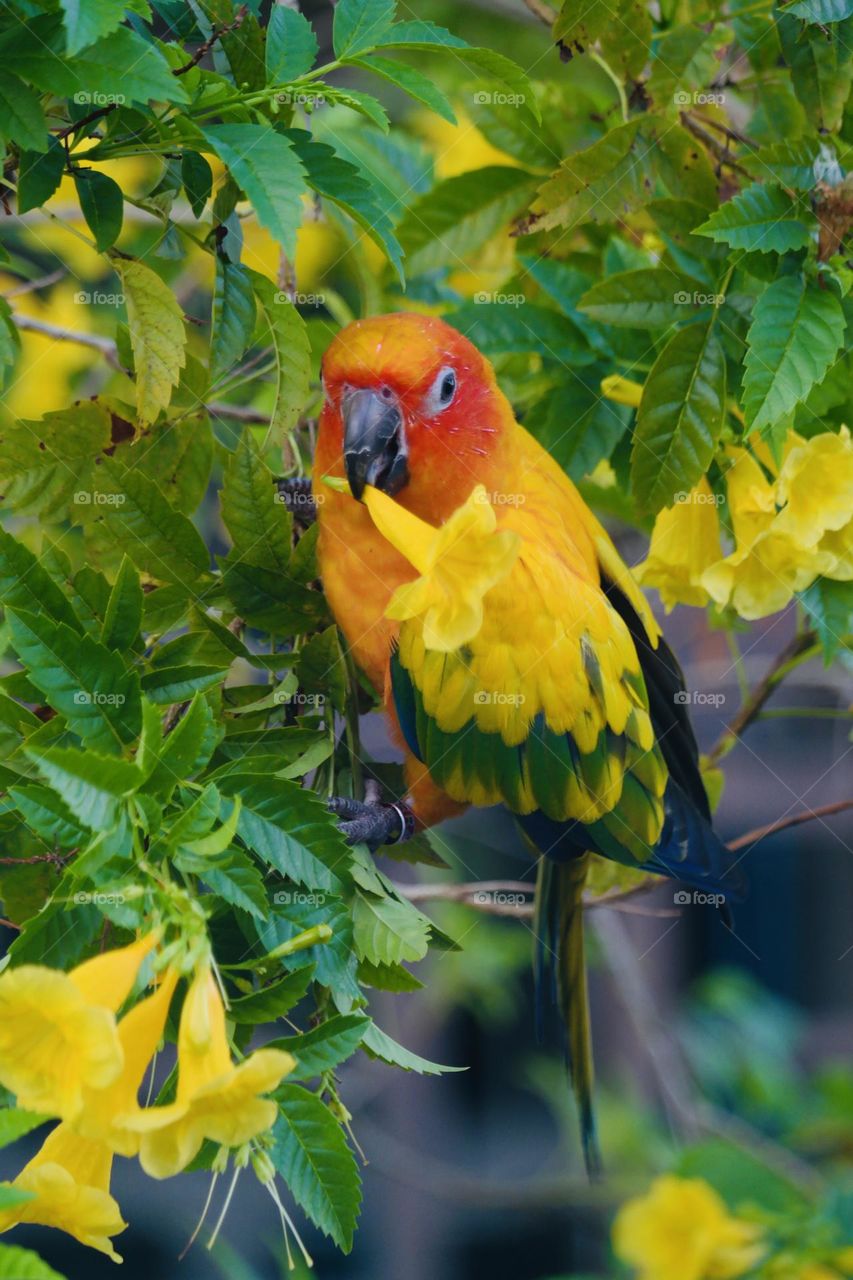 Birds and bees beauty 