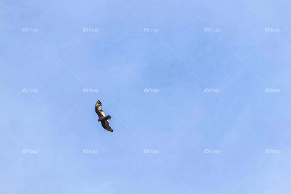 bird in the sky