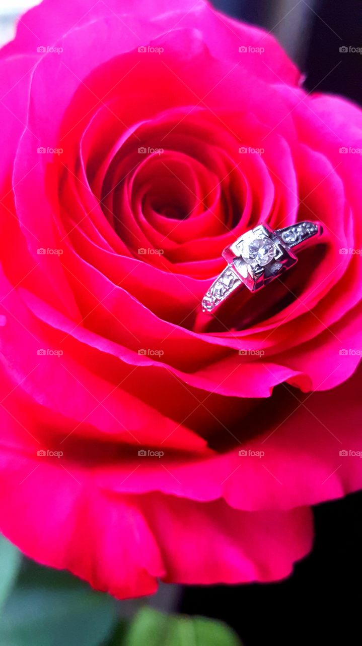 Rose and a ring