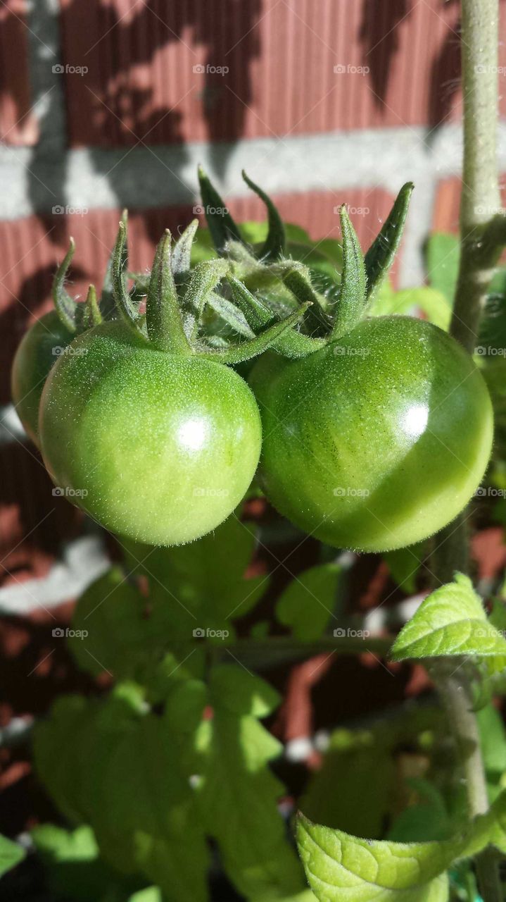 green cherries tomatos