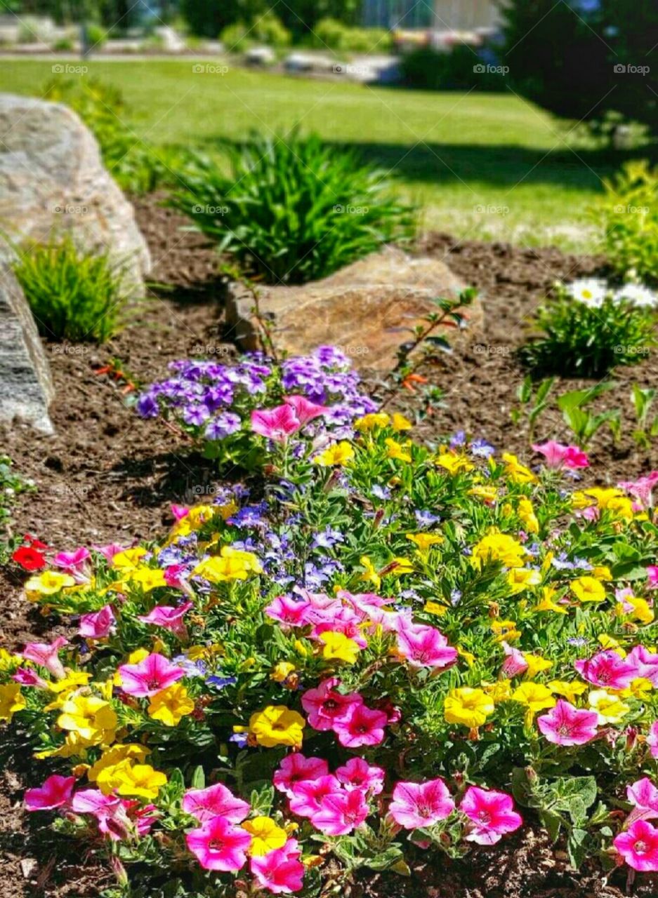 A Colorful Flowerbed!