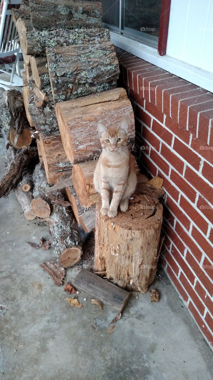 kitty cats living at a hotel