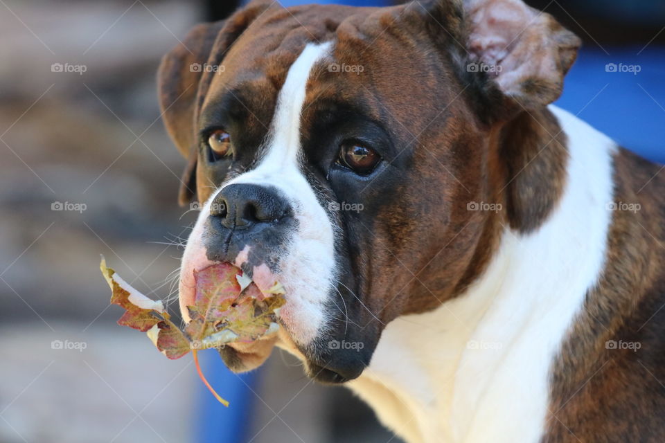 Dog, Cute, No Person, Animal, Funny