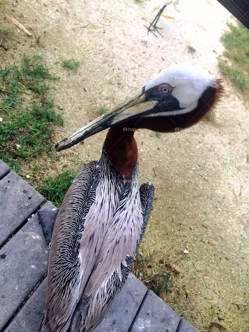 Pelican