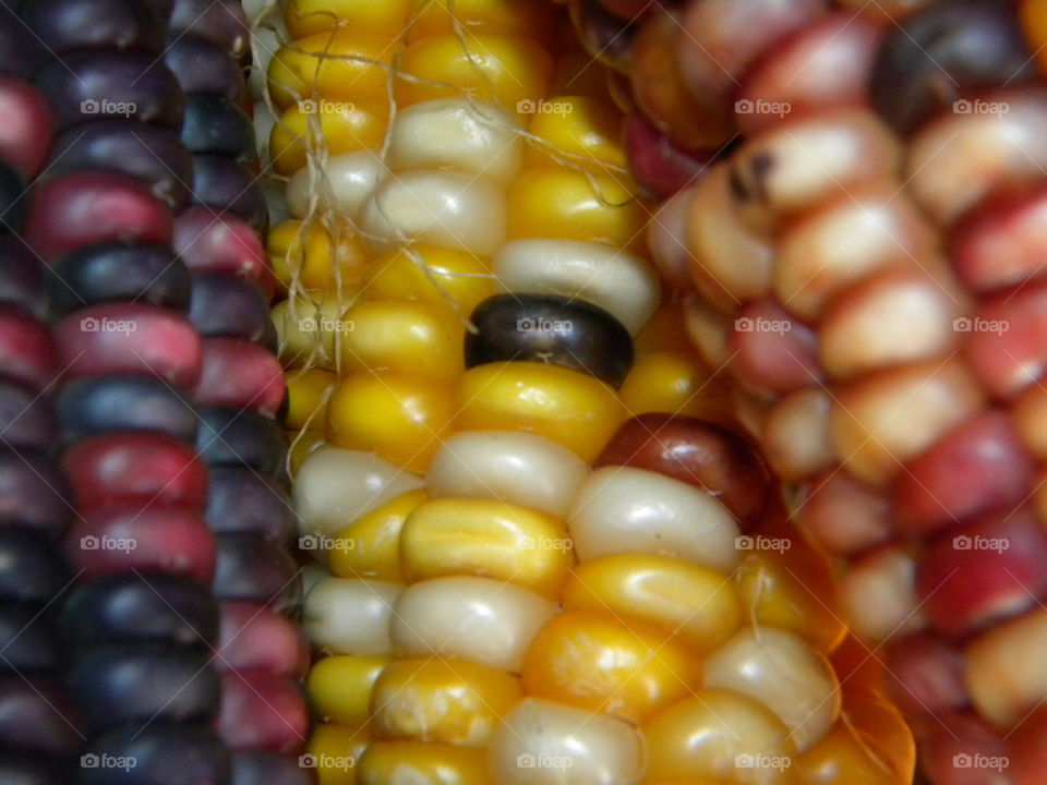 Corn, Hazelnut, Corncob, Agriculture, No Person