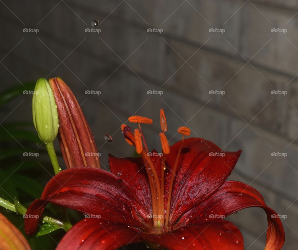 rain falling on flowers . rain falling on this African lily durning a summer storm in Arkansas 